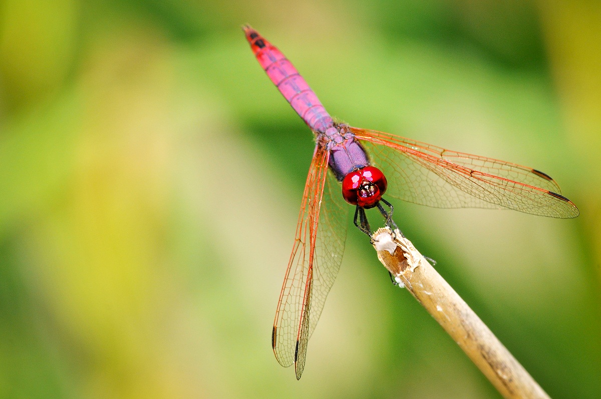 Dragonfly_high_color...