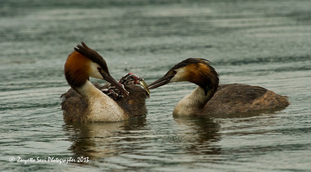 grebe with small...