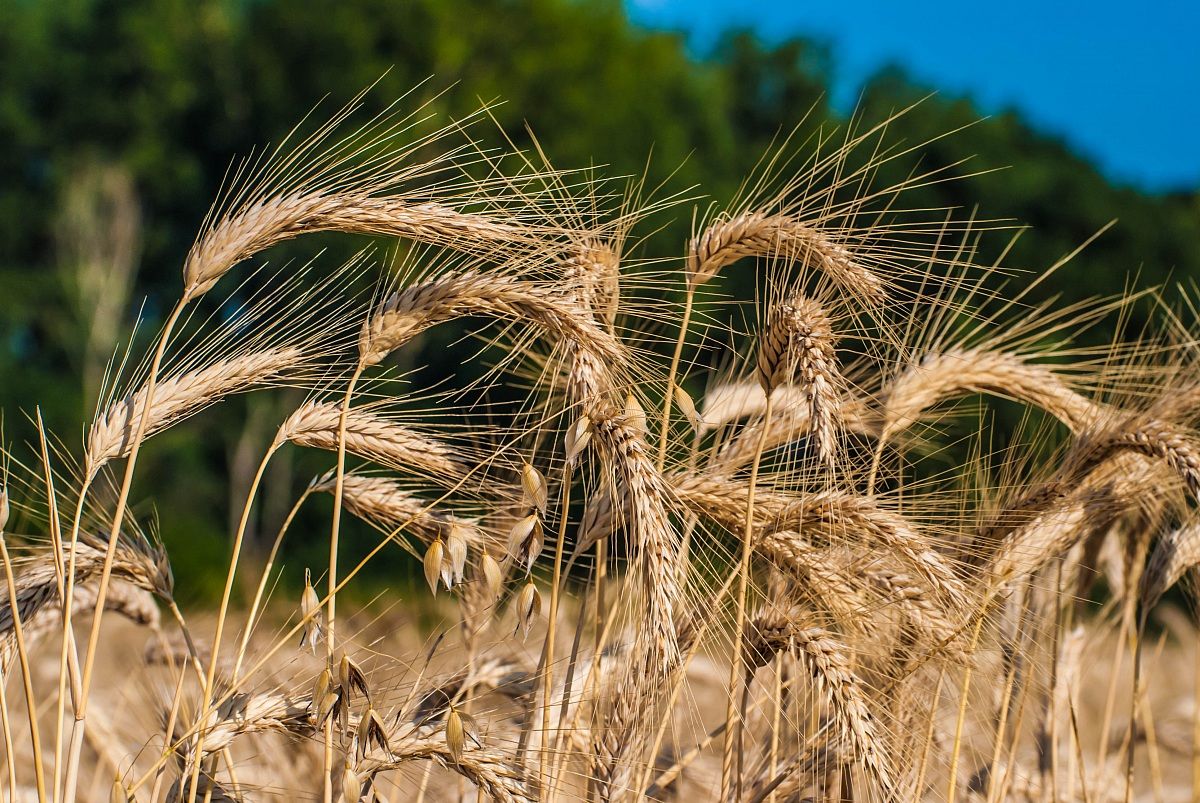 Wheat Loire...