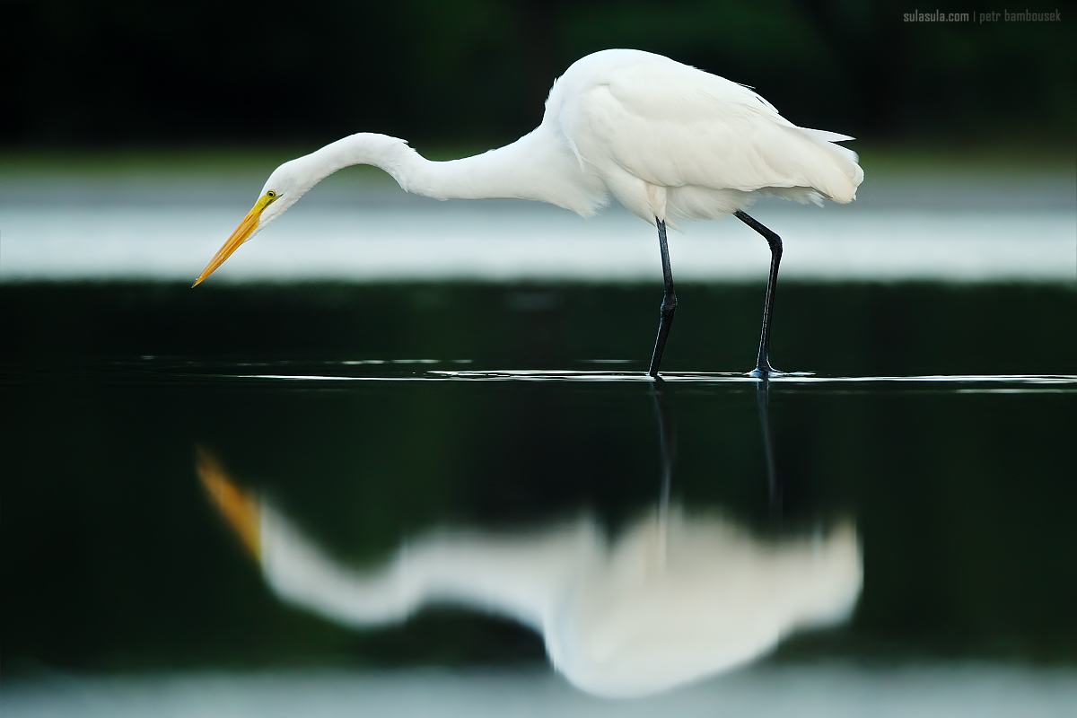 Great White Egret | Belize...