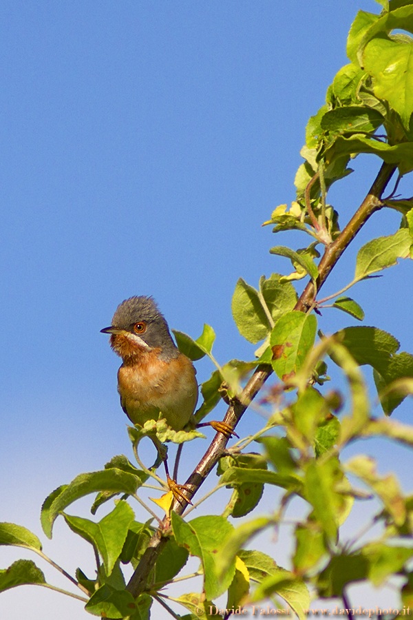 Subalpine Warbler posing...