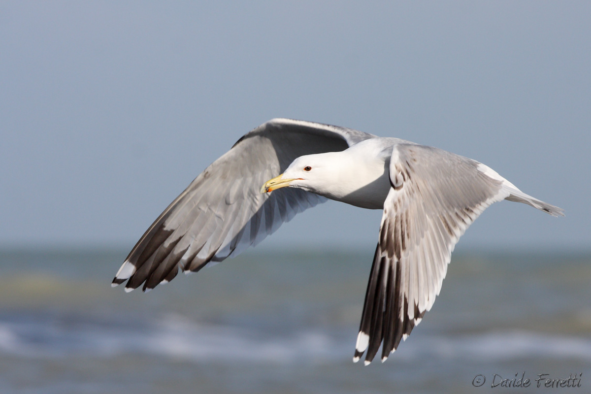 Pontic Gull in flight...