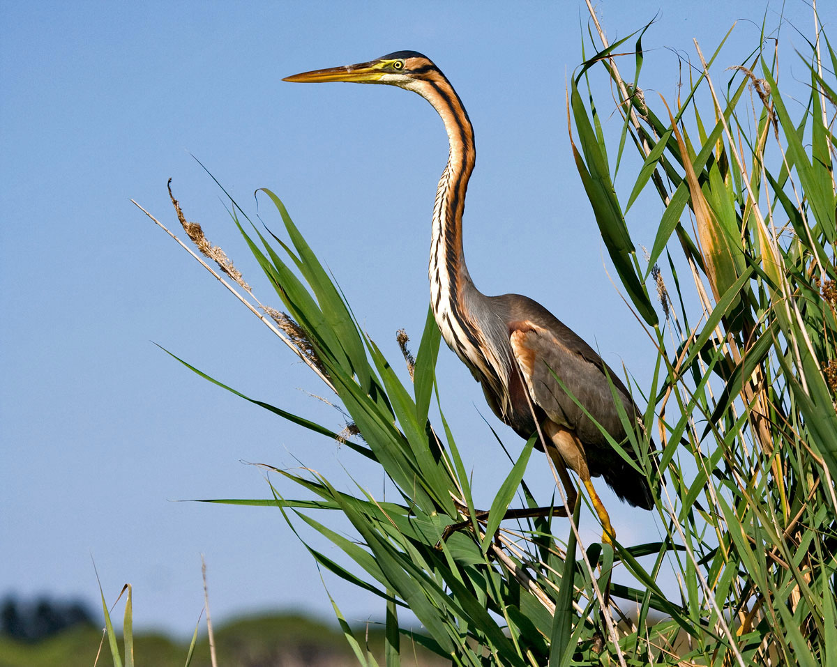 Purple Heron...