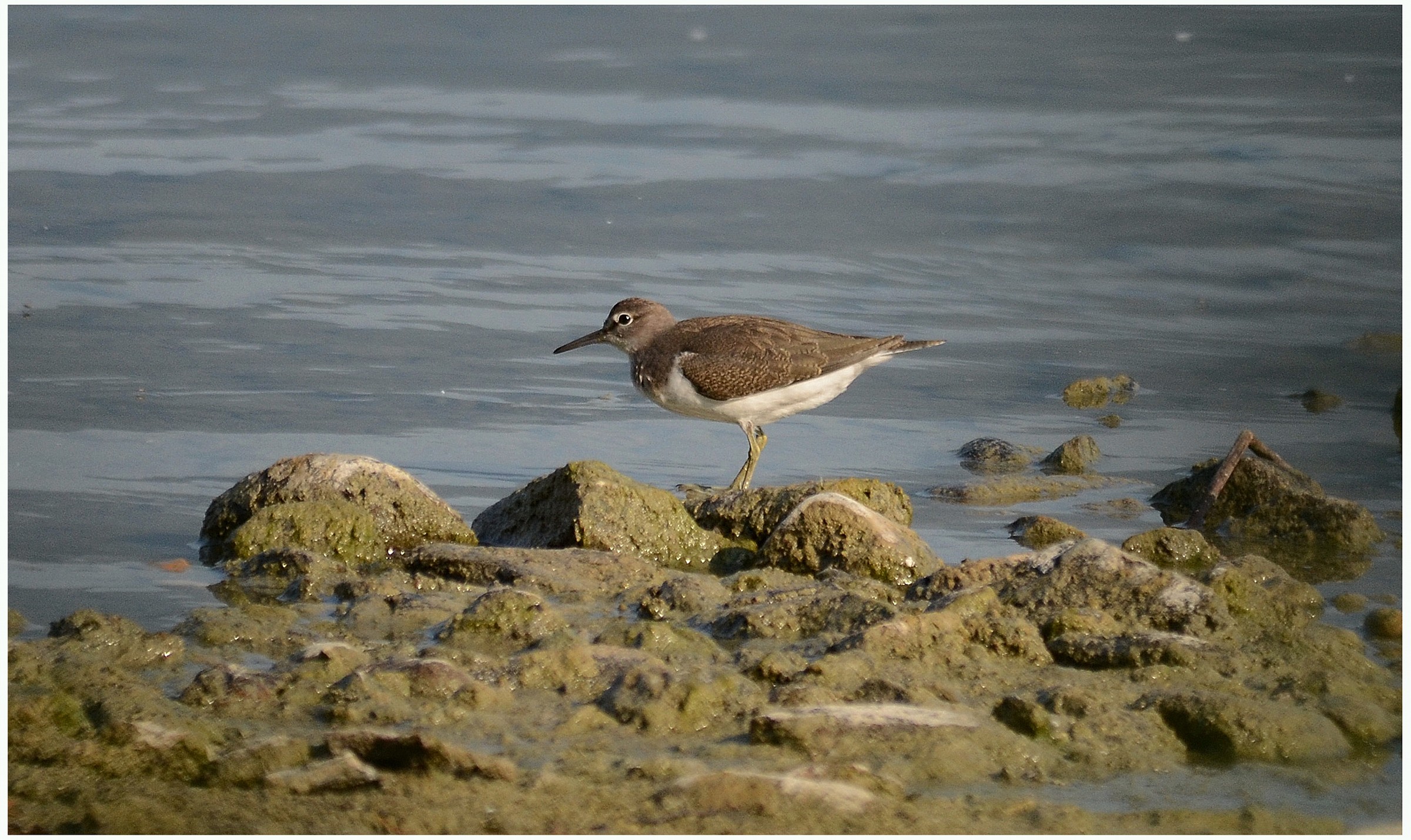 Green Sandpiper...