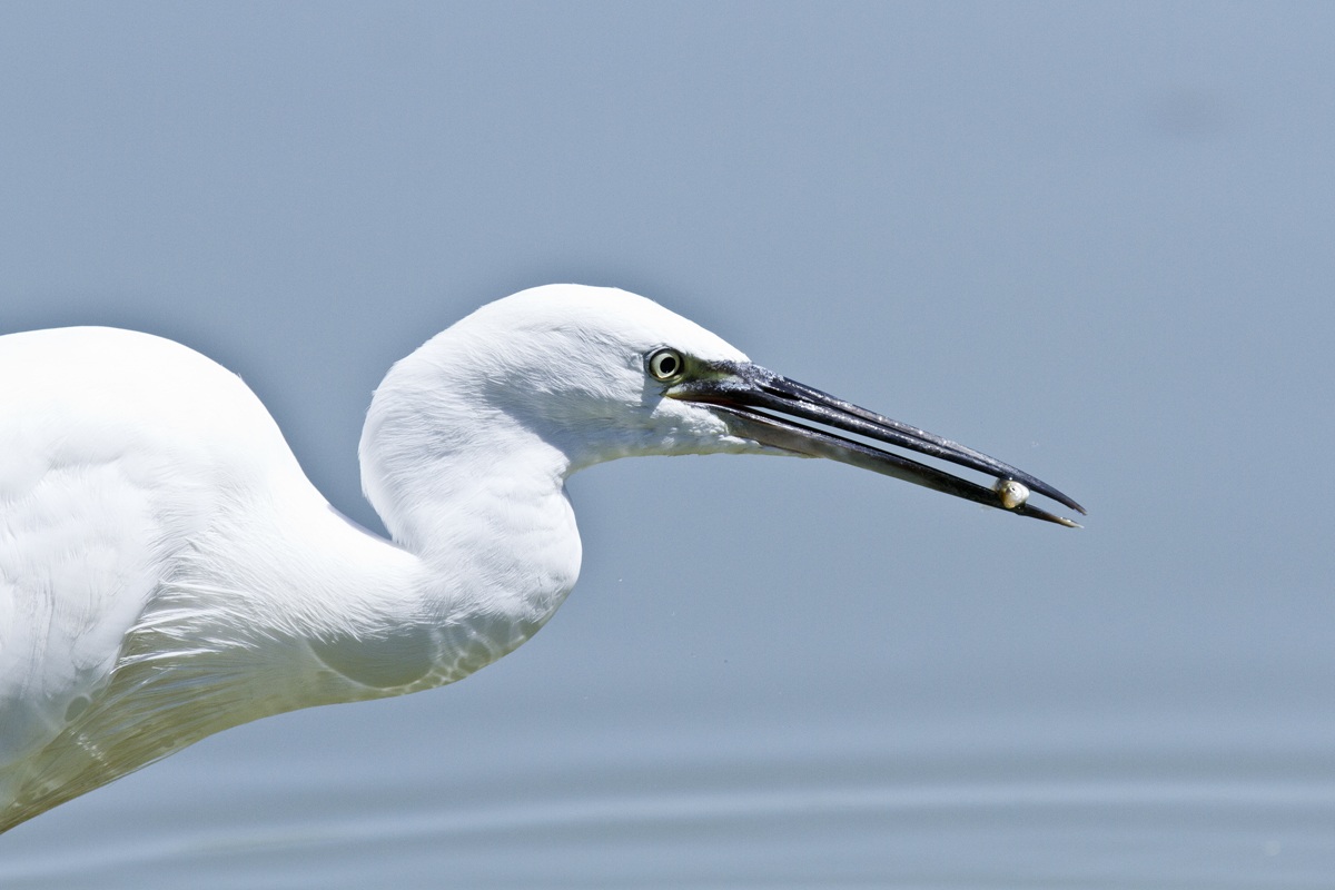 Egret with miraculous catch...