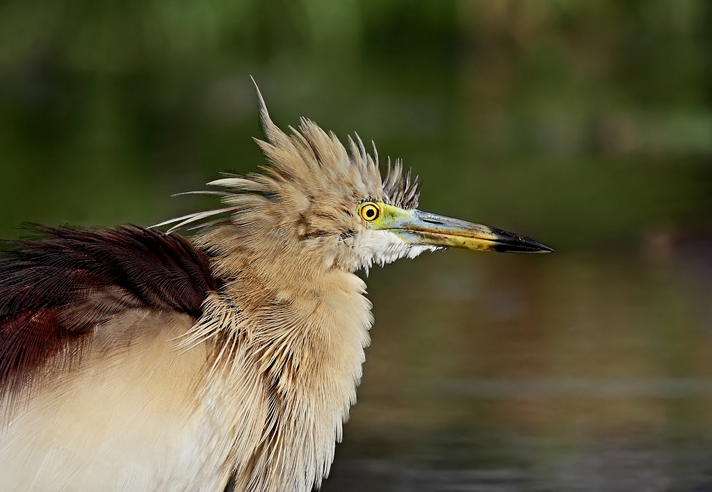 Pond Heron Closeup: Breeding plumage....