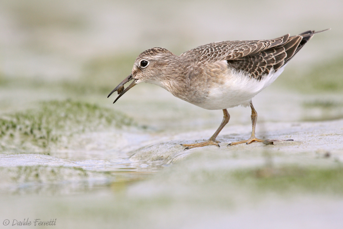 Giovane gambecchio nano (Temminck's stint)...