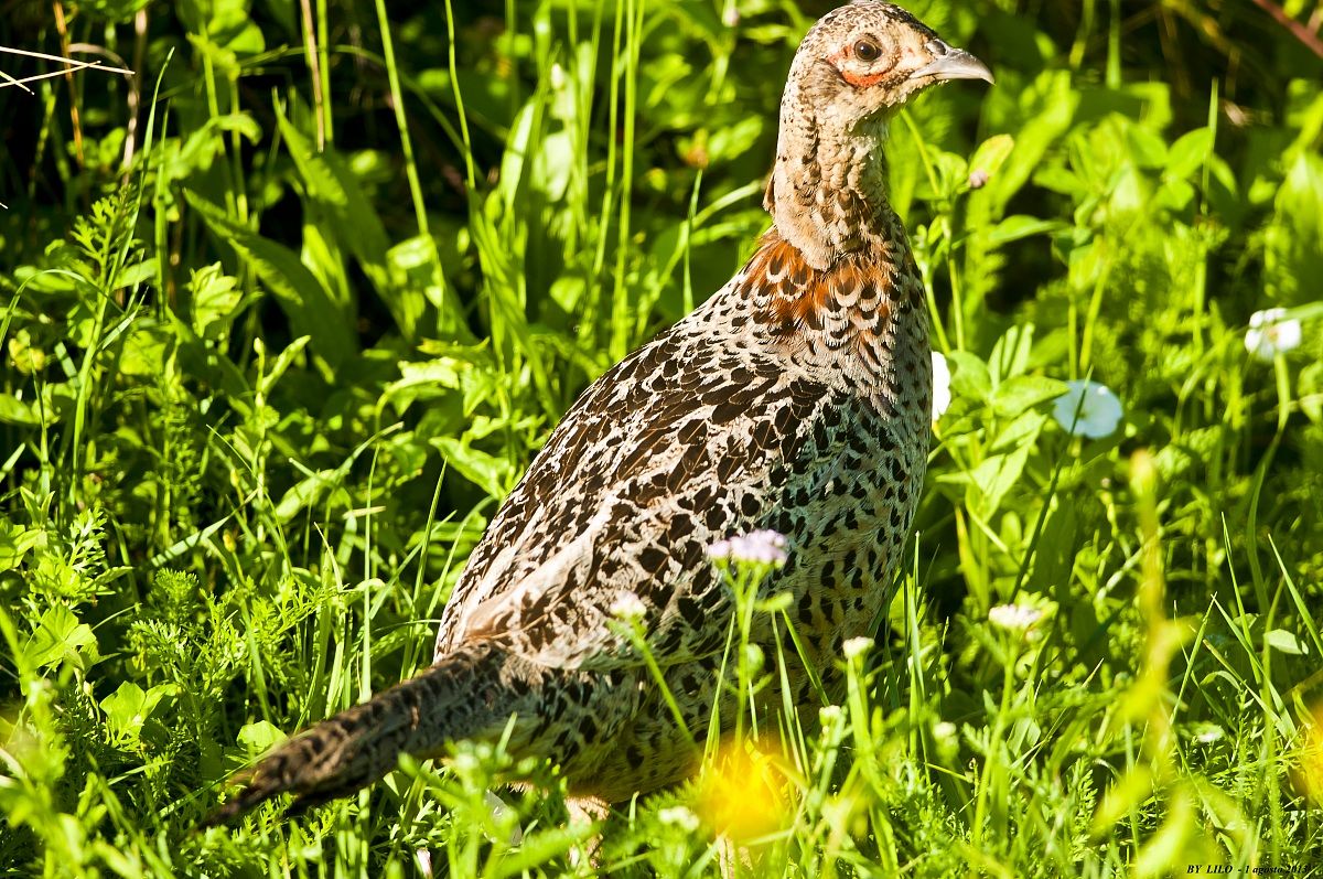 female pheasant (Phasianus colchicus)...