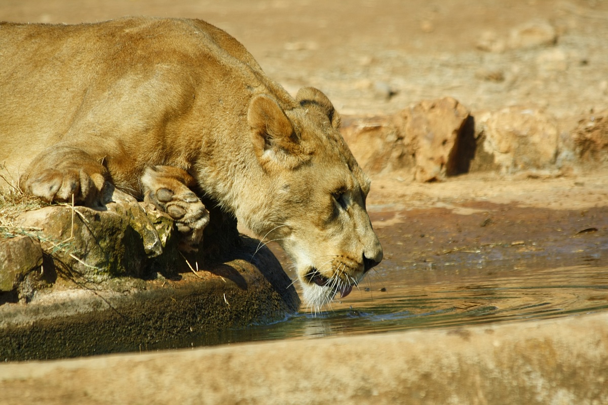 Lioness relaxing...
