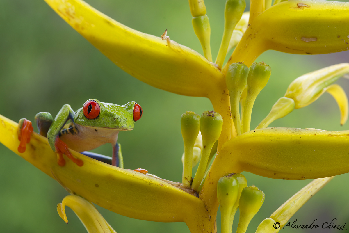 Red eyes on the yellow .......