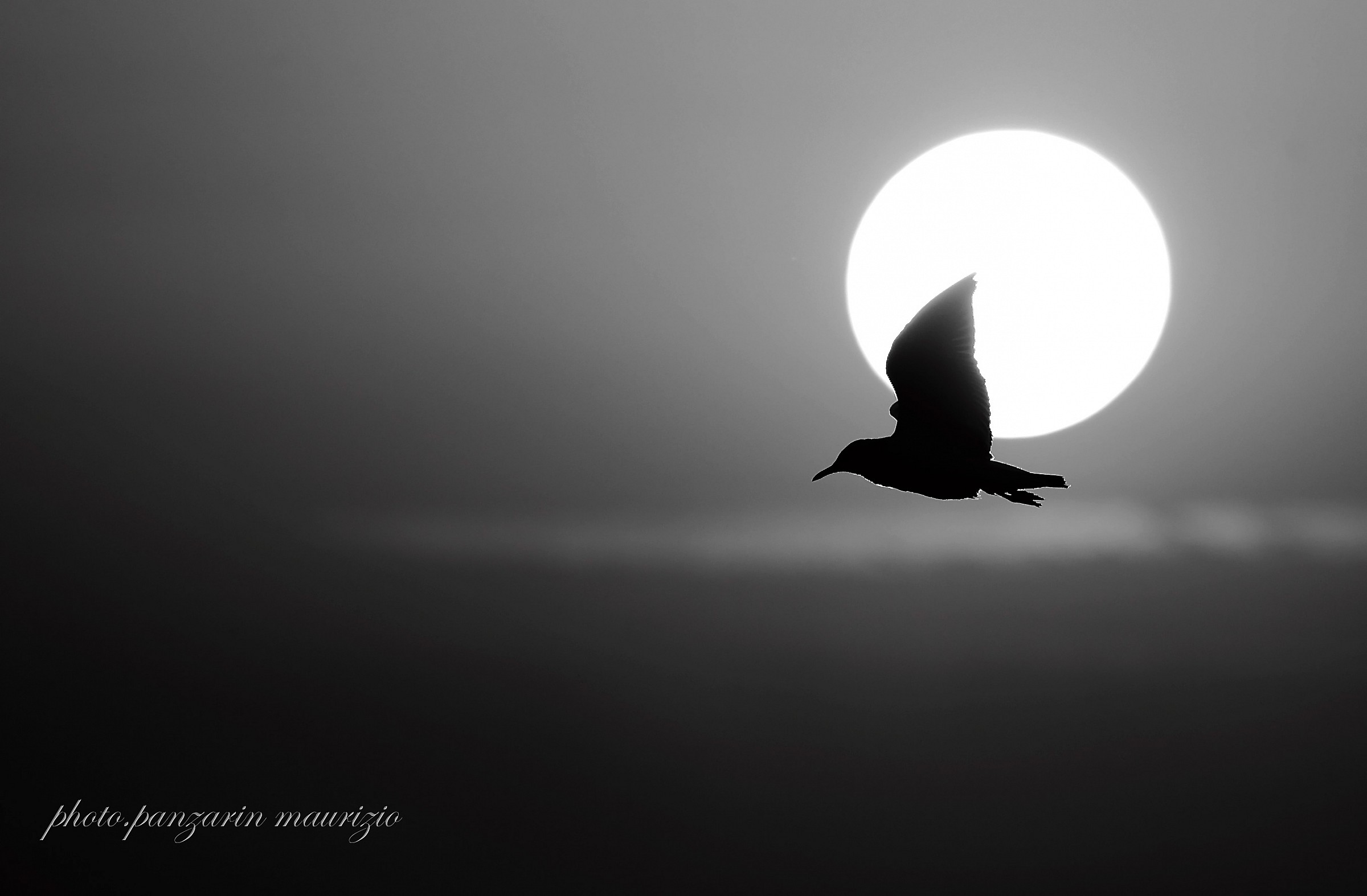 gull at sunset...