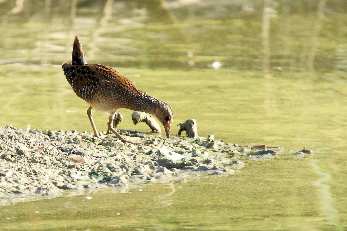 Spotted Crake...