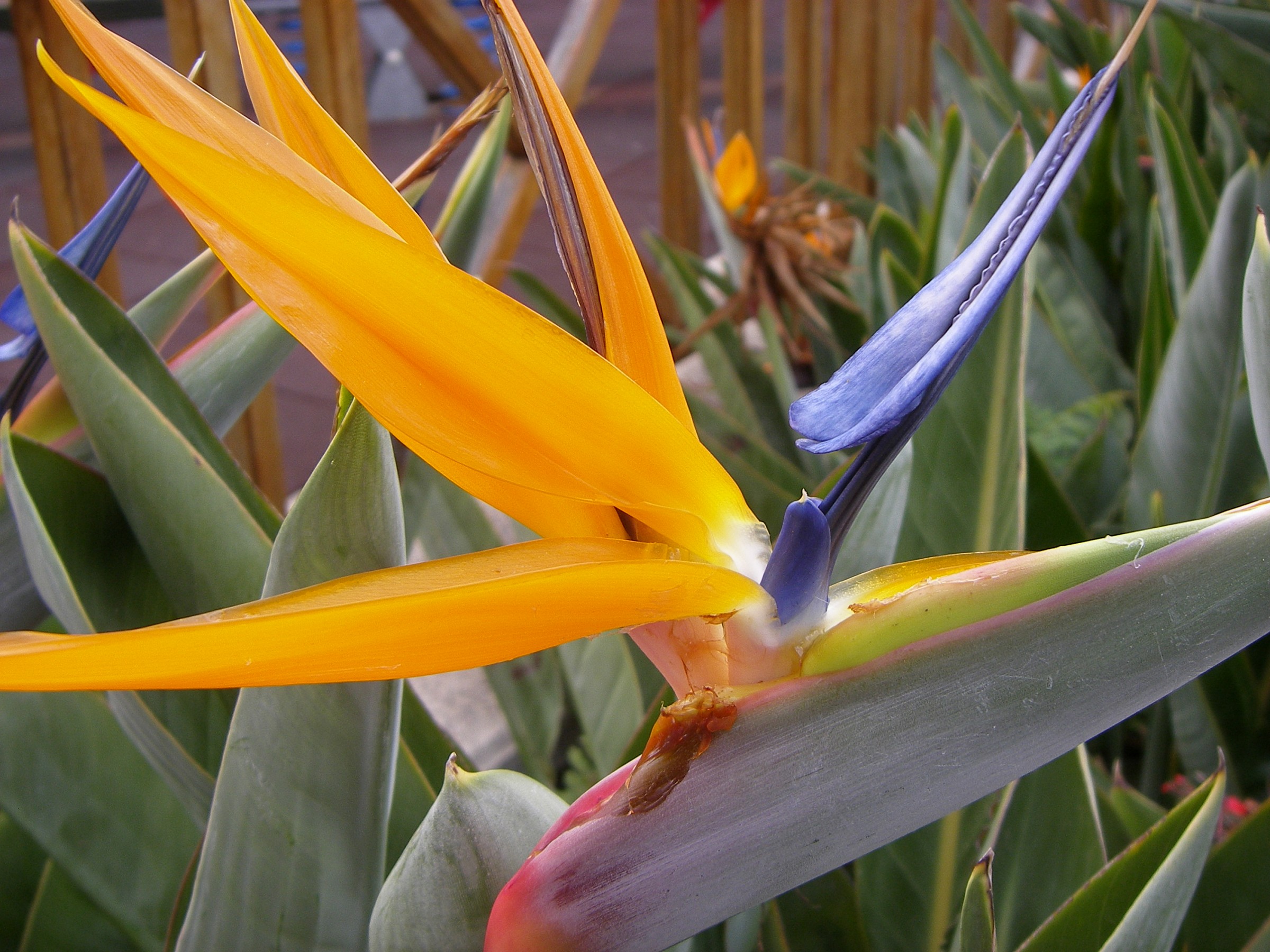 strelitzia...