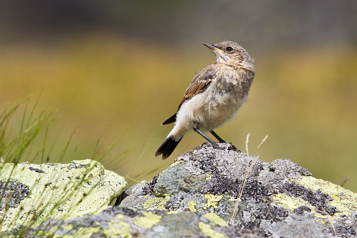 young wheatear...