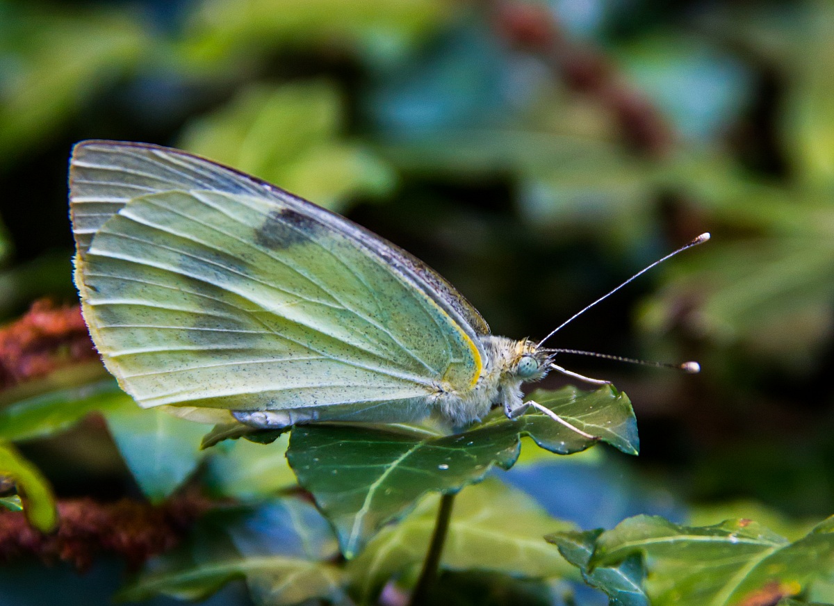 Butterfly...