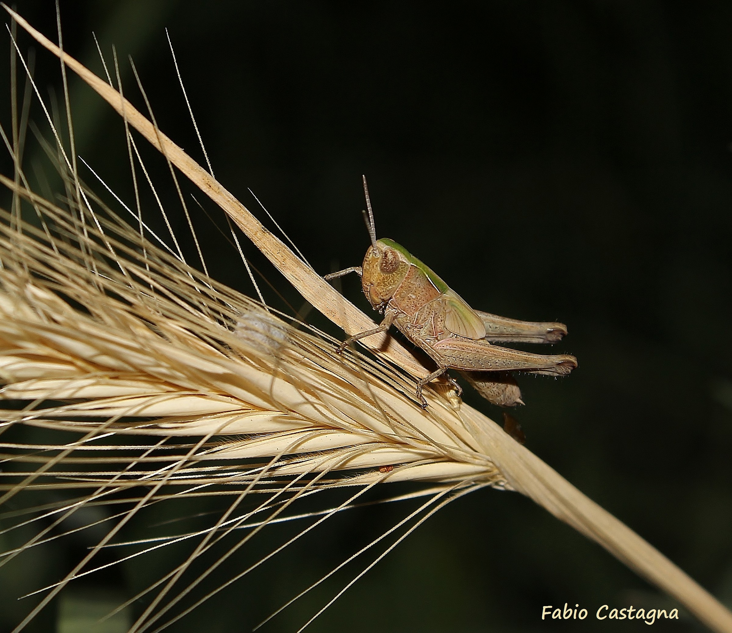 Grasshopper on the ear...
