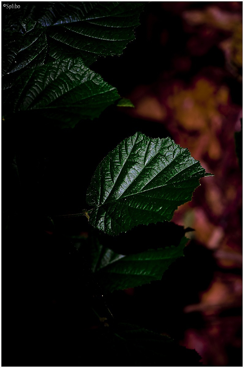 Lights and shadows of the forest under 4...