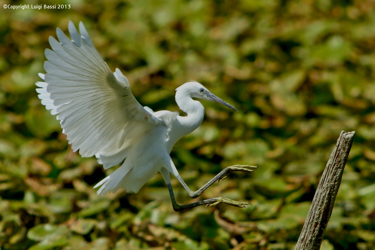 The Egret incoming...