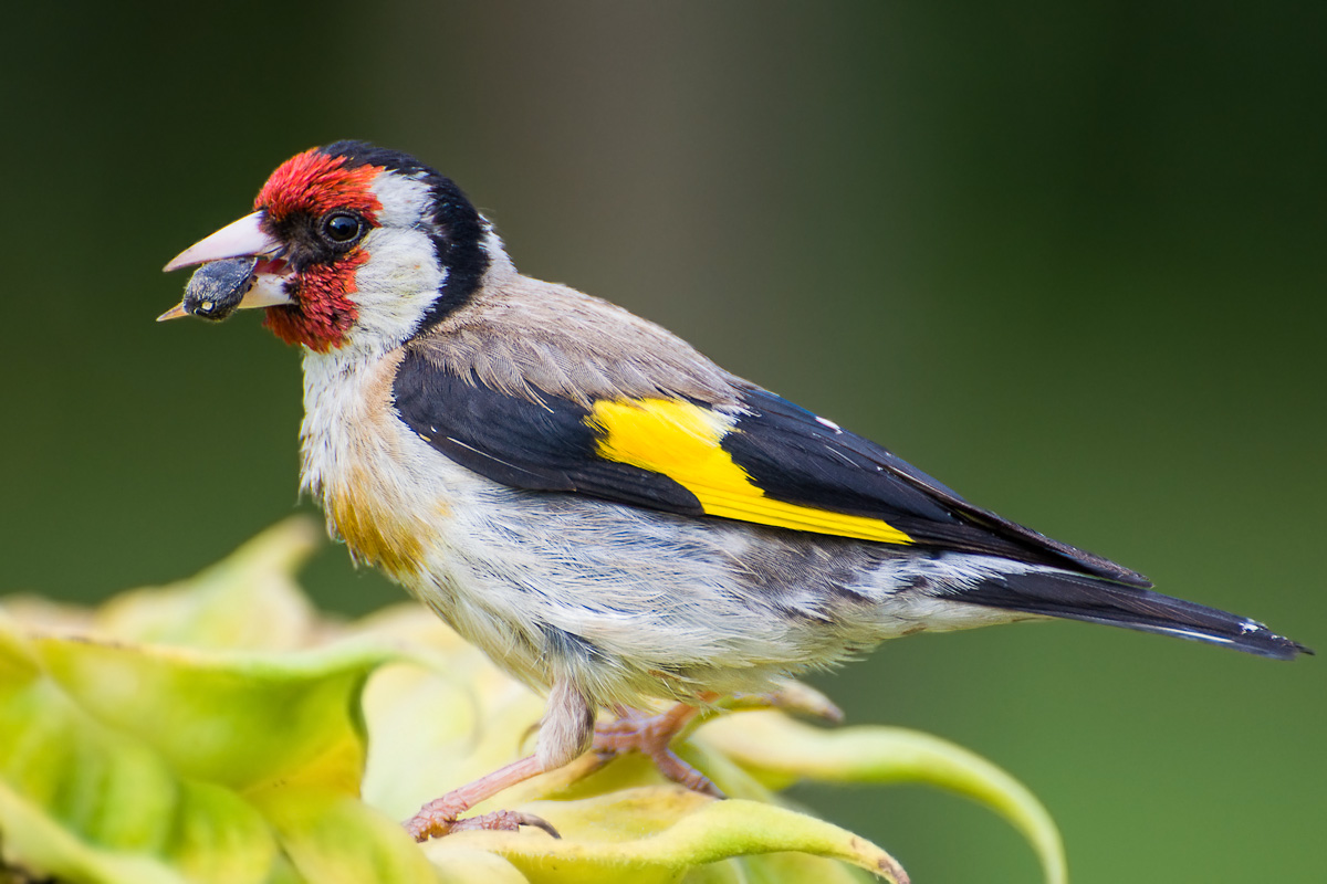 goldfinch...