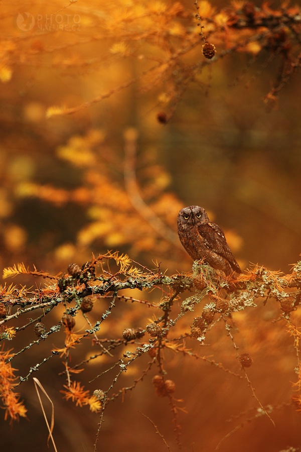 The European Scops Owl...