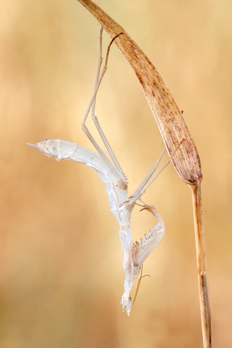 Mantis which was...