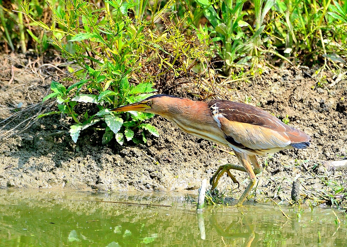 Bittern sneaking!...