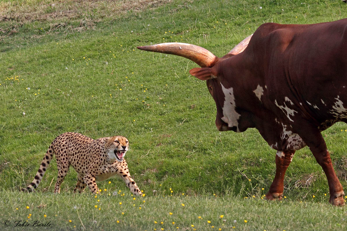 cheetah and ox watusso...