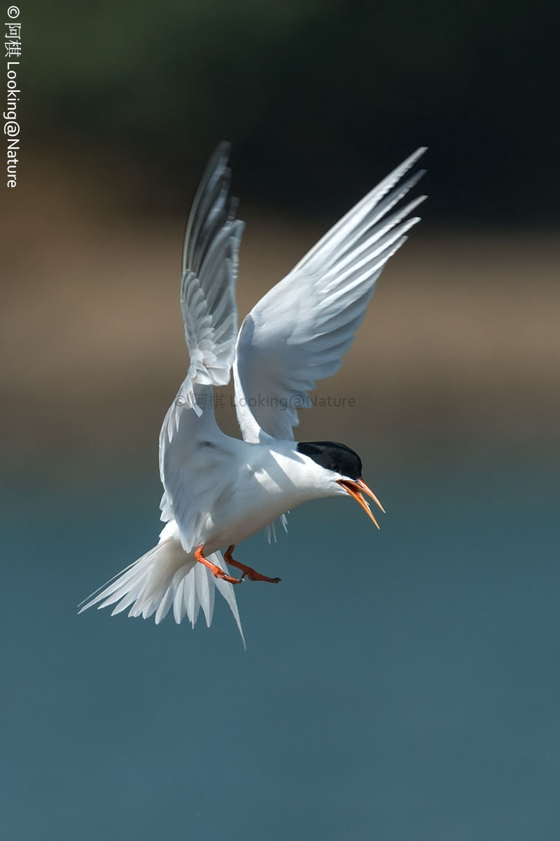 Roseate Tern...