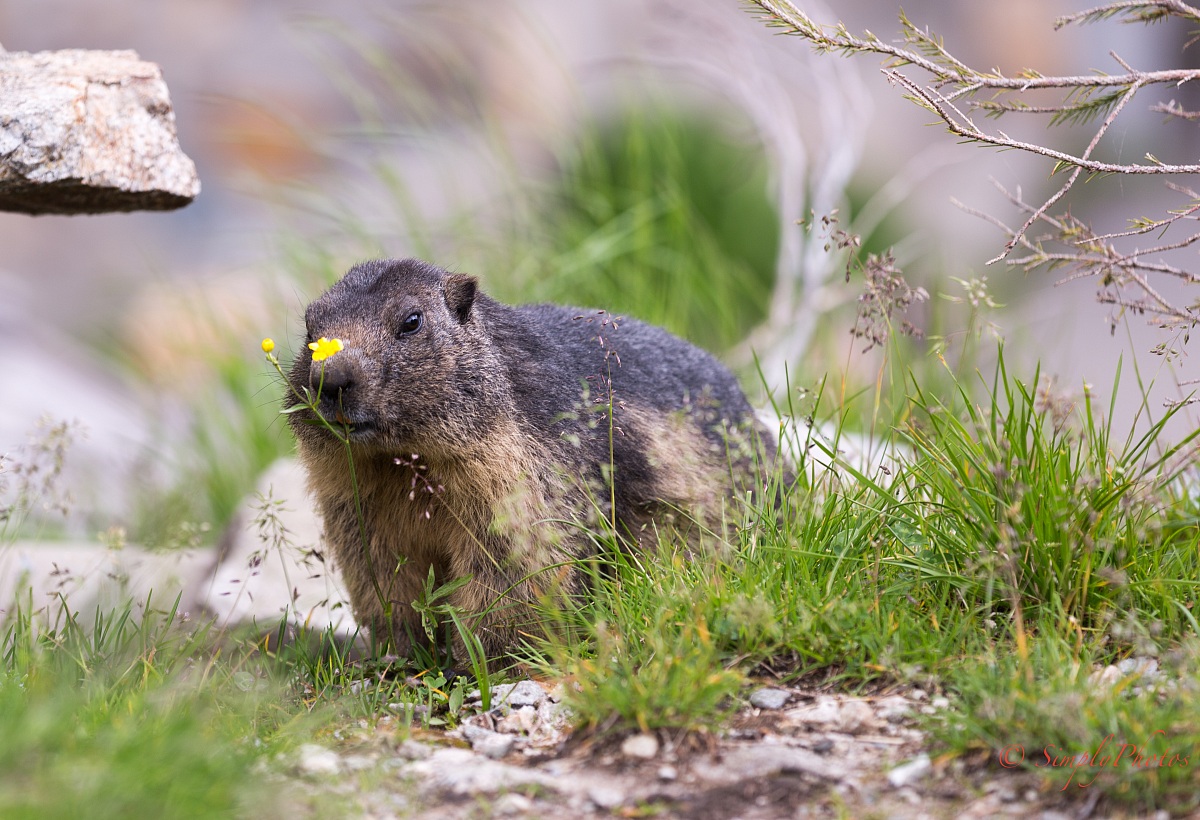Marmots Paradise...