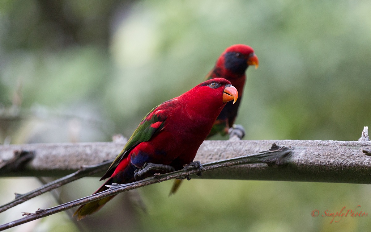 Black-capped Lory (Lorius lory)...