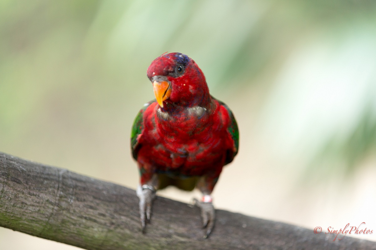 Black-capped Lory (Lorius lory)...
