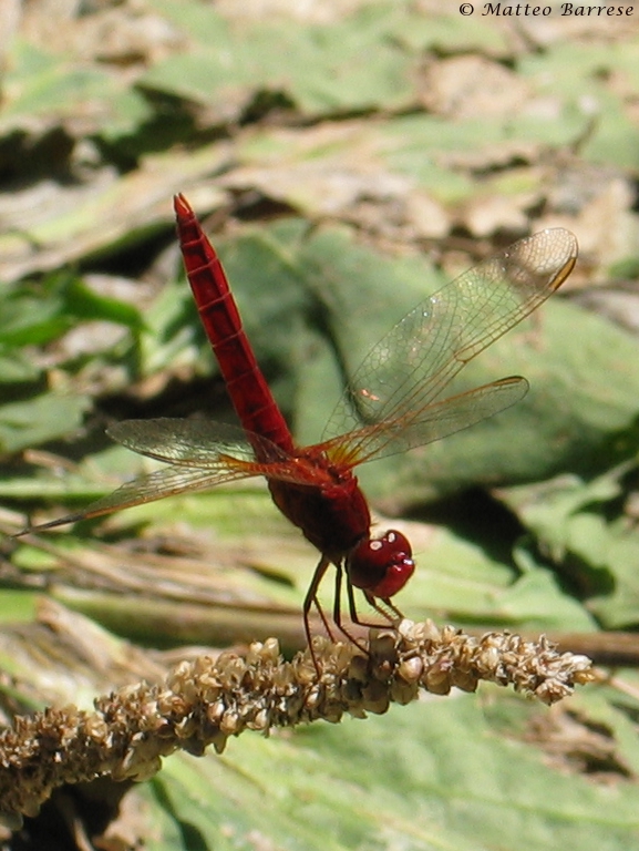 Red Dragonfly...