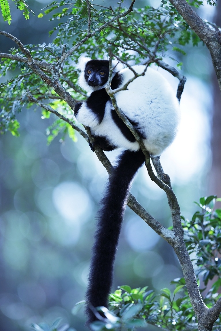Lemur Vari...