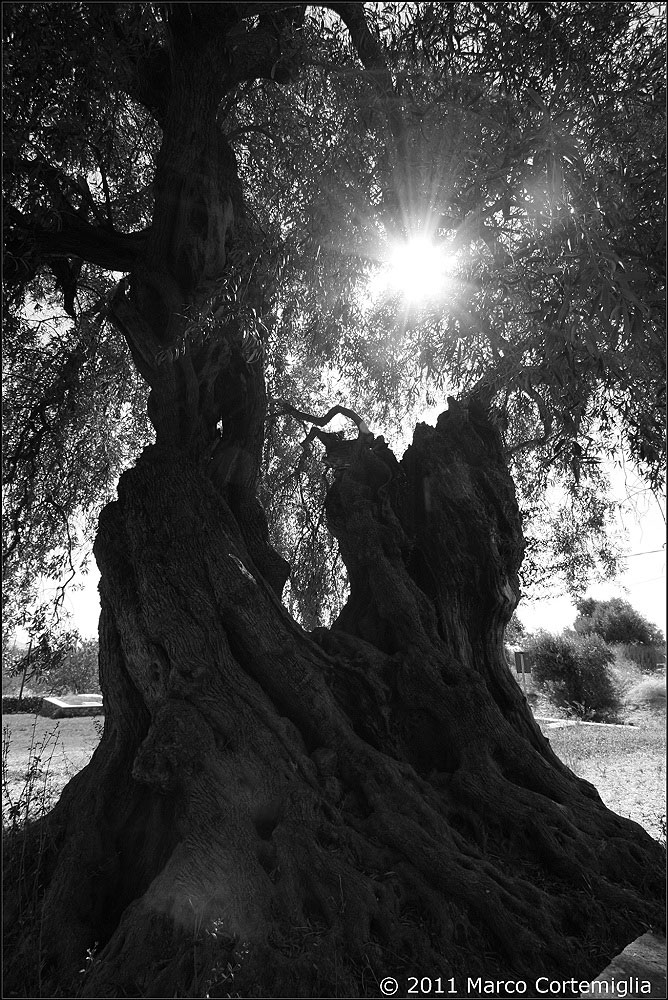 Ancient olive tree, Sardinia...