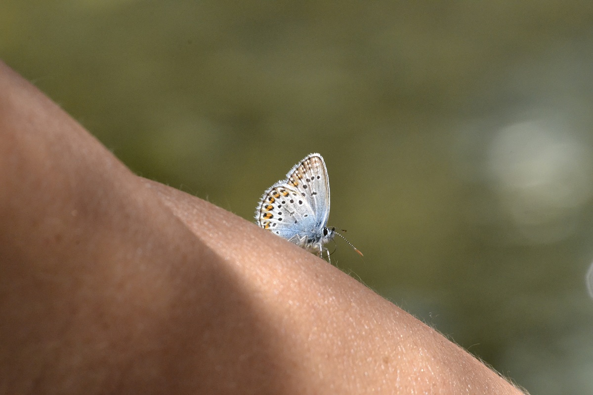 Lady Butterfly...