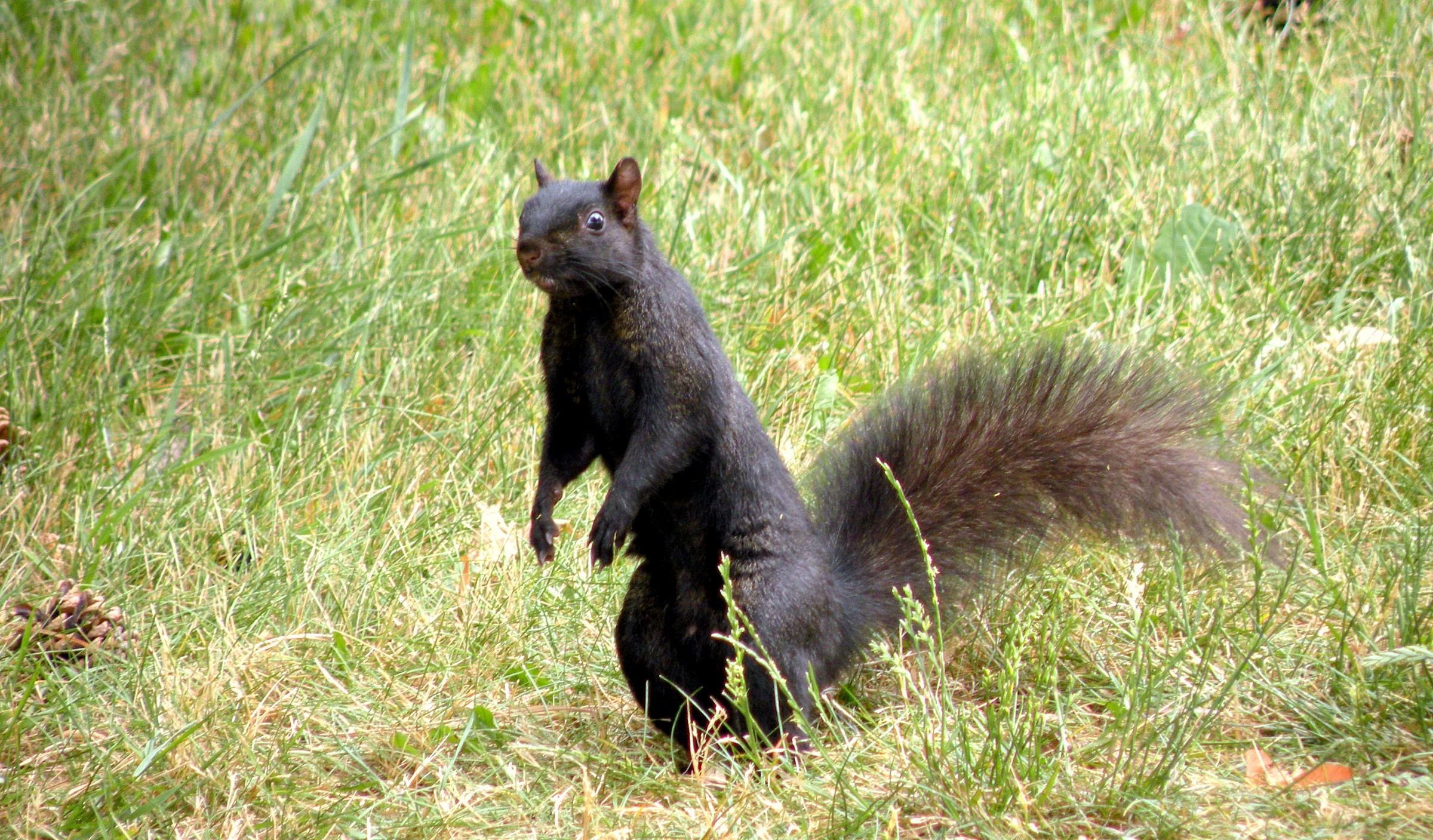 Squirrel melanin - Canada -...