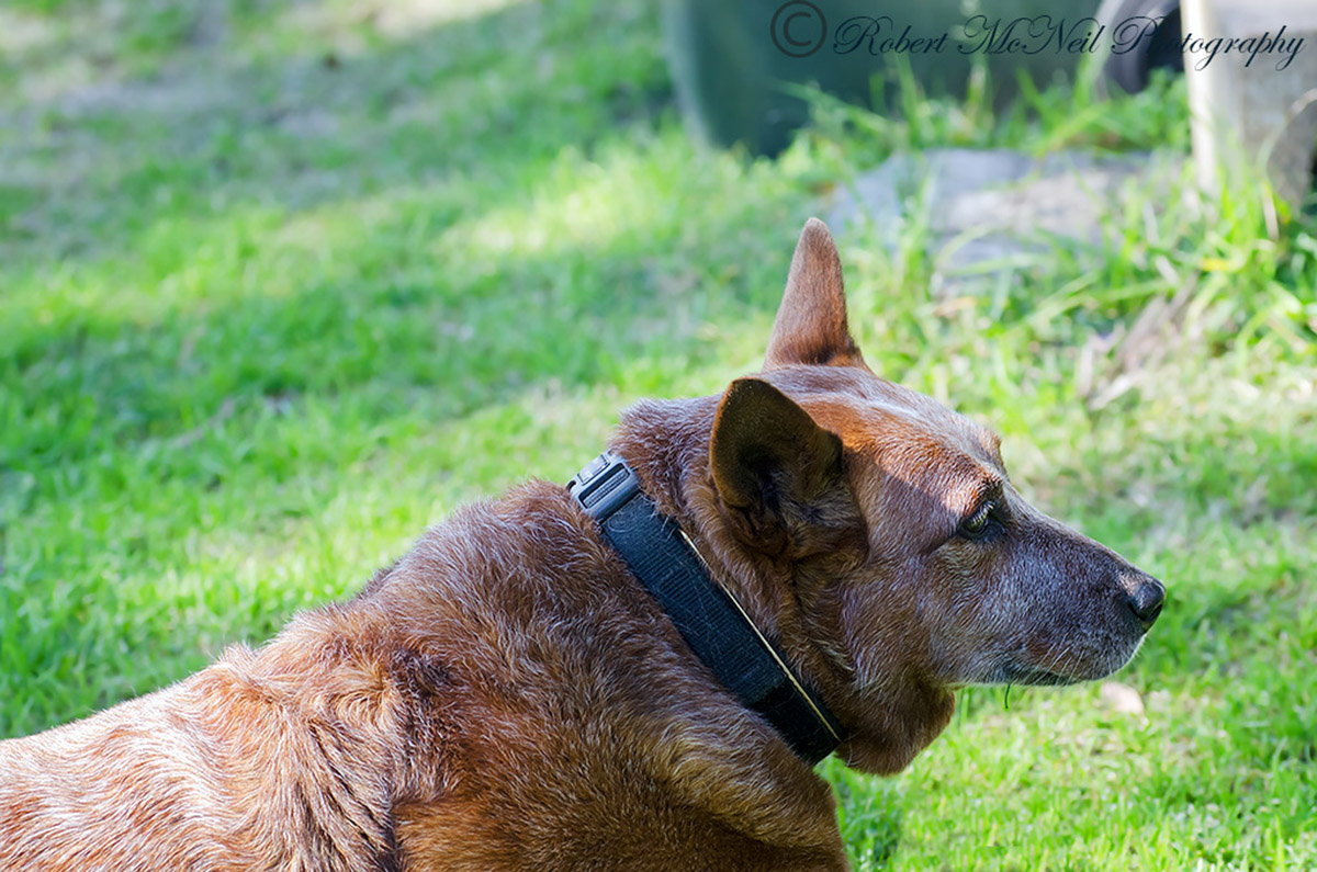 Red Cattle Dog...