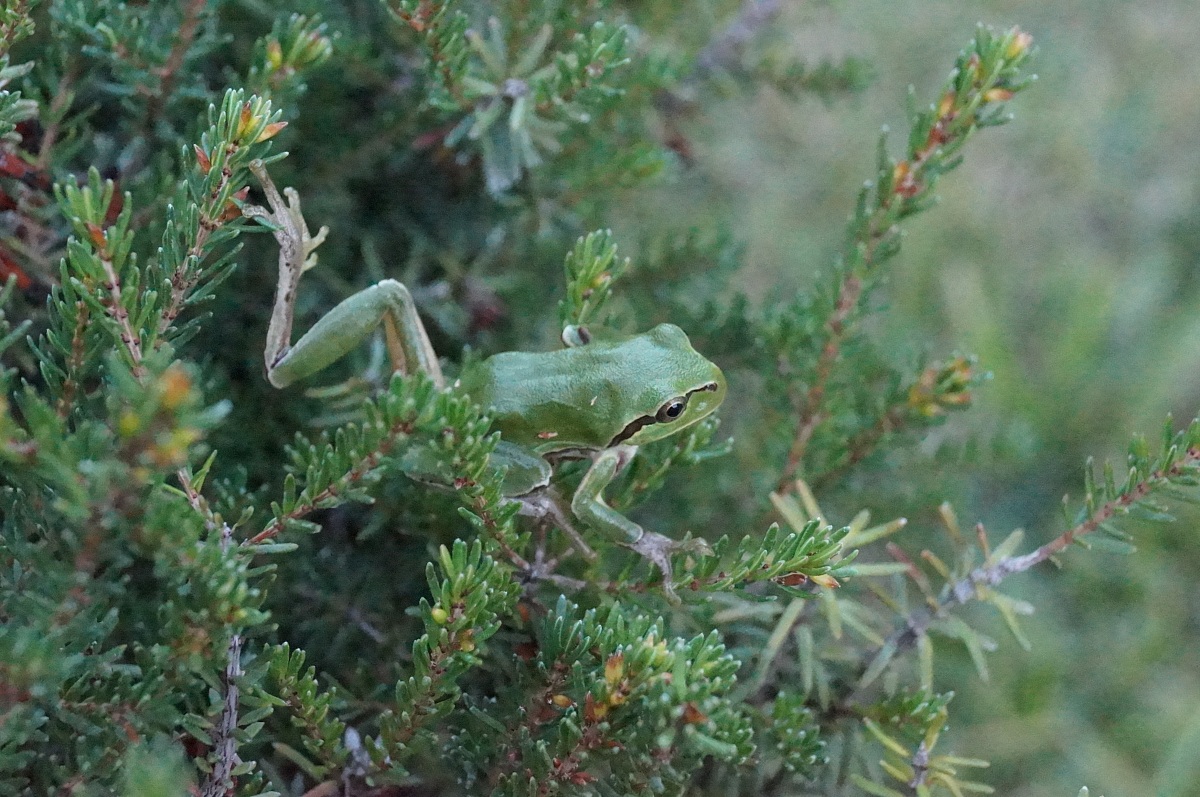 Treefrog...