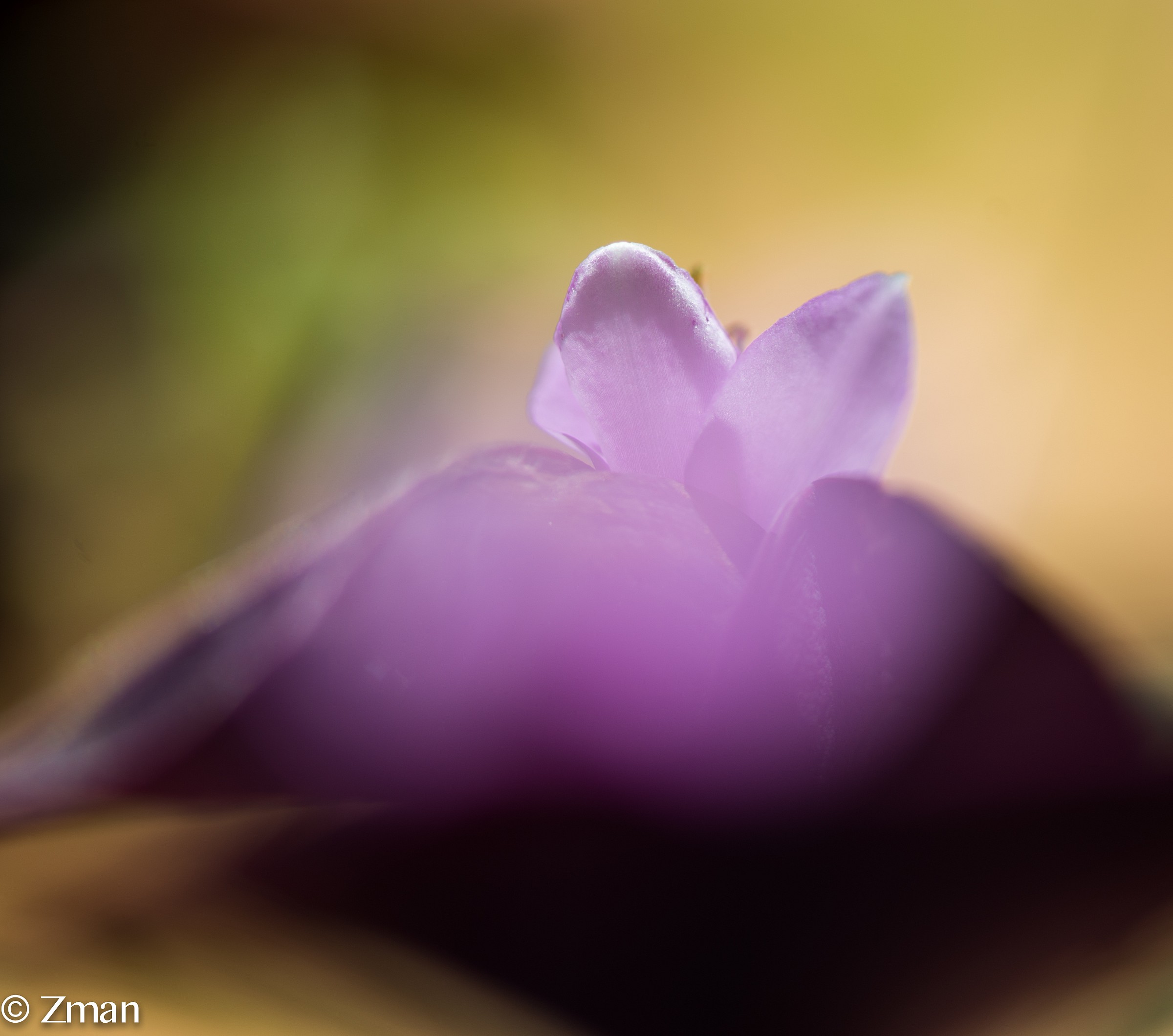 Morning Light Kissing The Flowers...