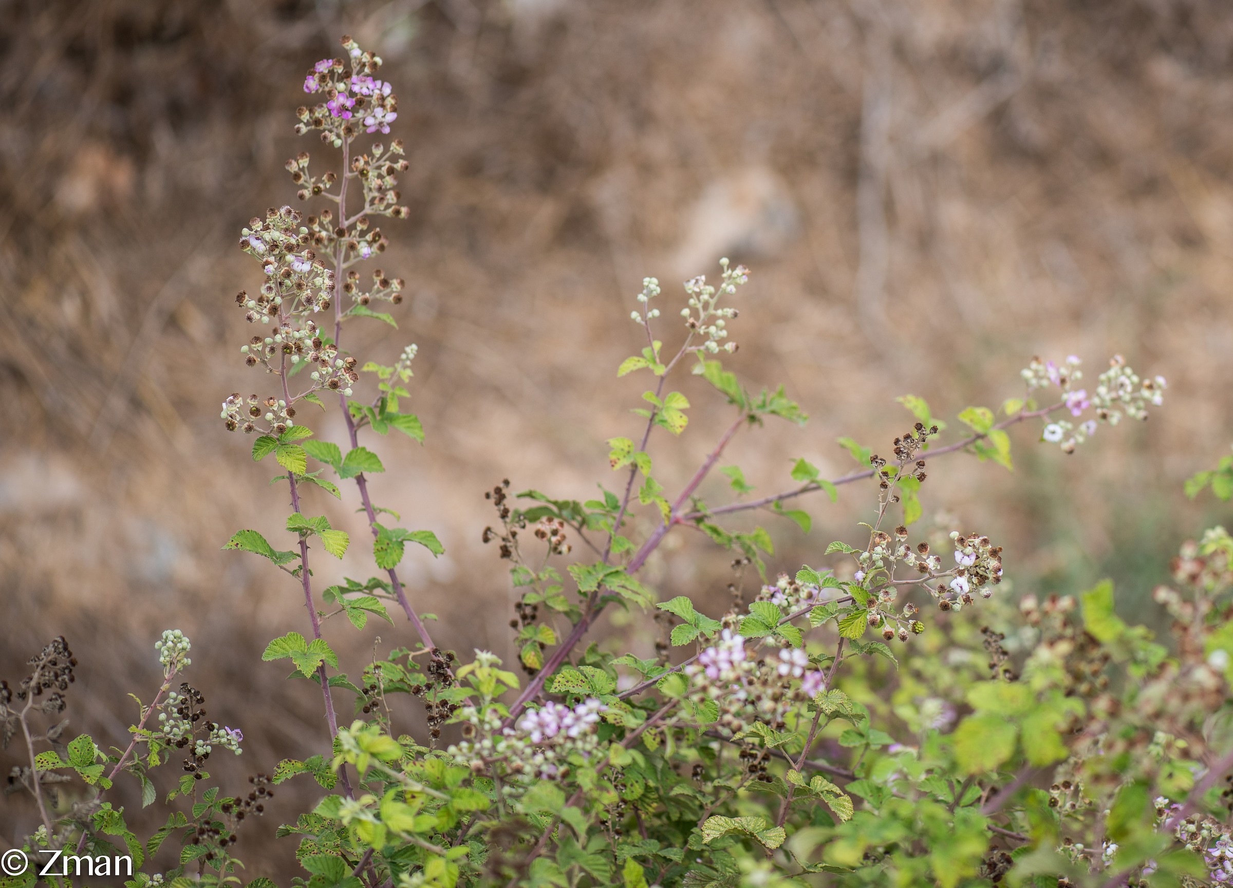 Wild Berries...