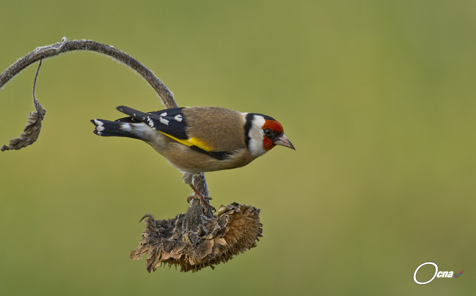 goldfinch...