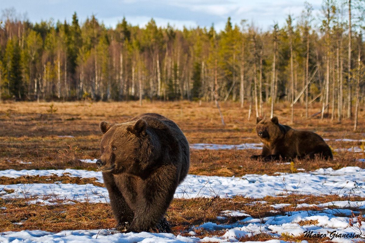 Bear Finland...
