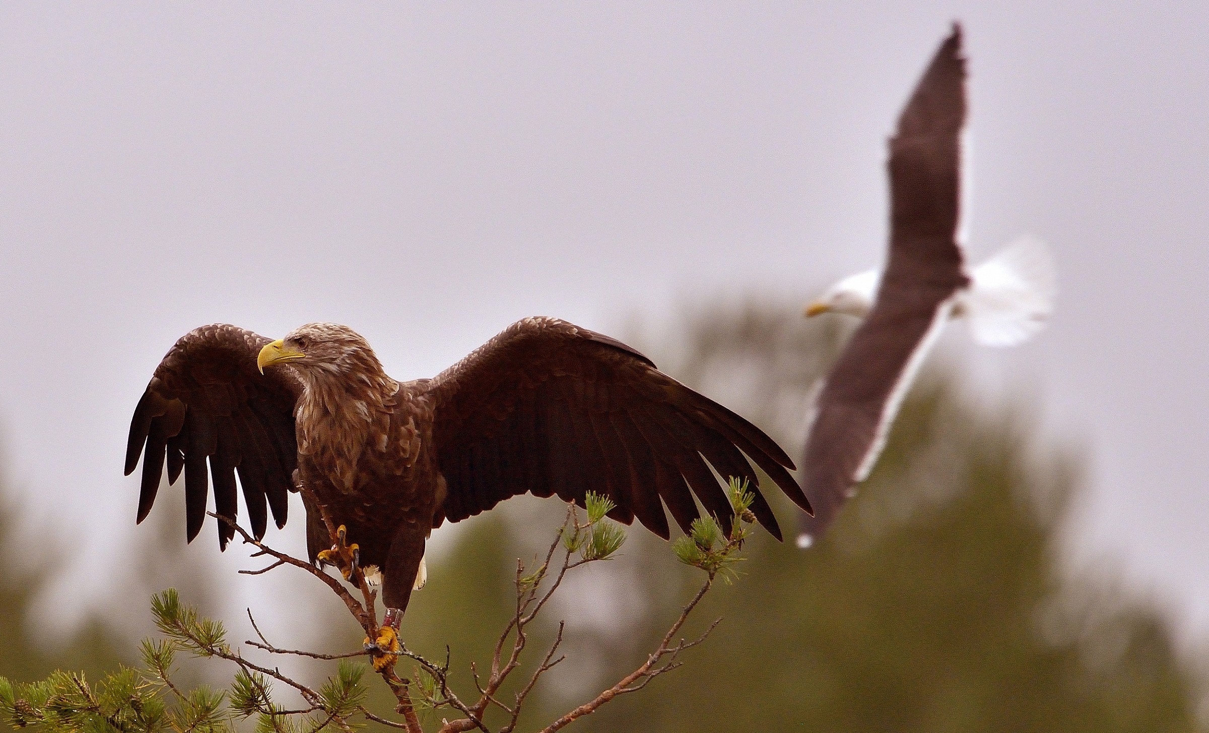 eagle...