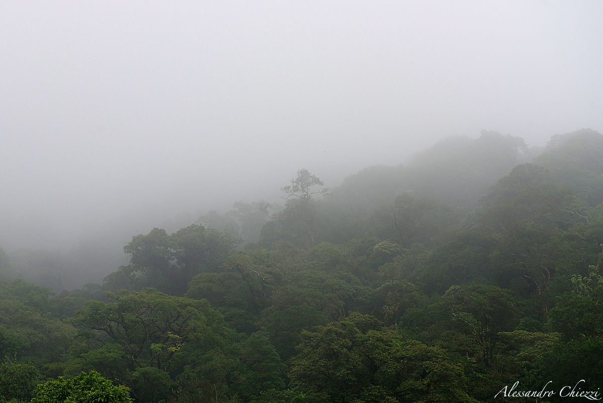tropical mist...