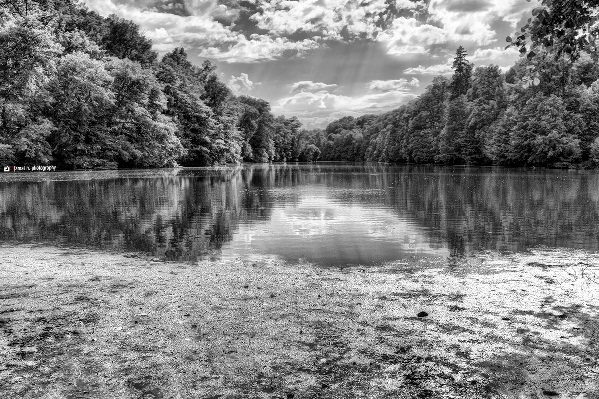 La Foresta...