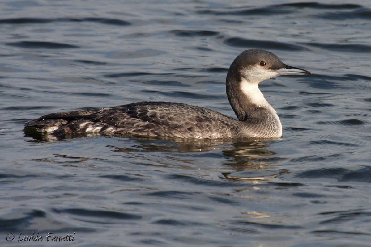 Black-throated Diver winter...