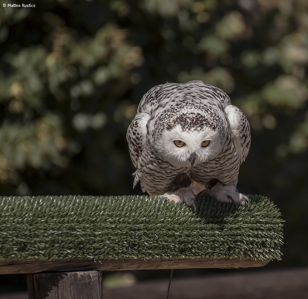 Snowy Owl...