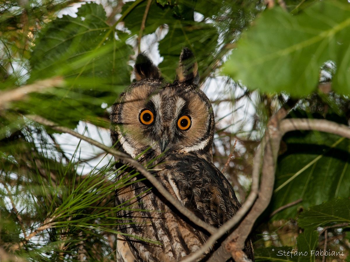 Long-eared Owl (Asio otus)...