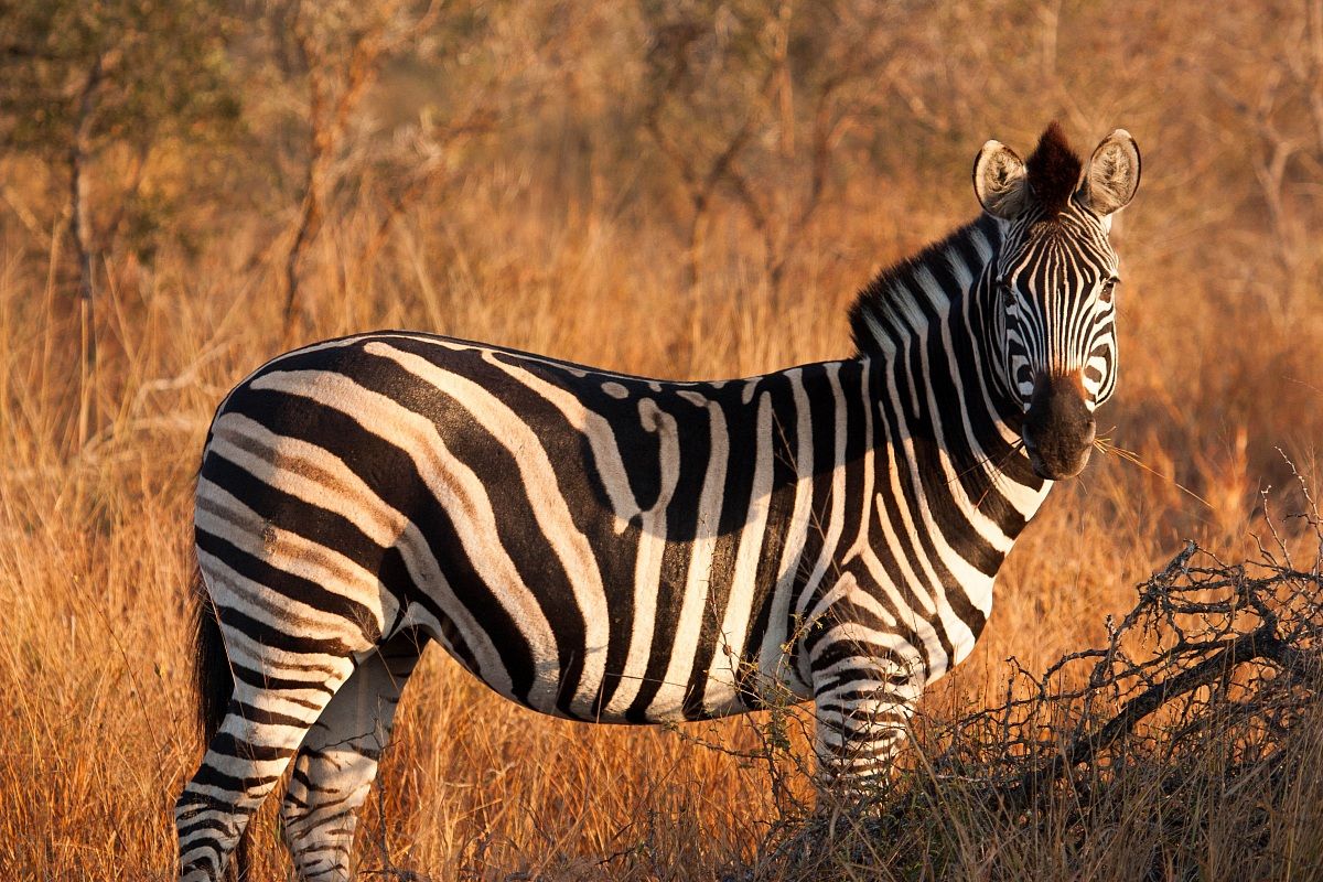 Zebra - Kruger Park...