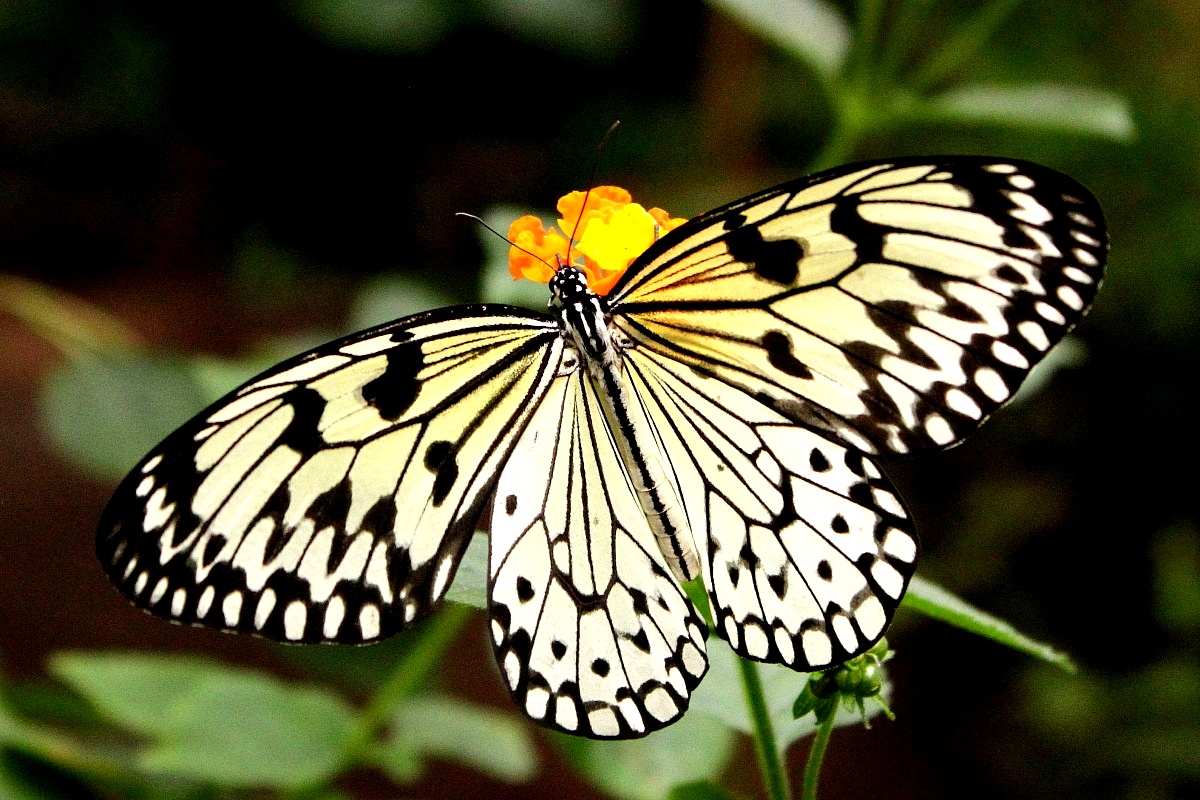 Butterfly 2 .......